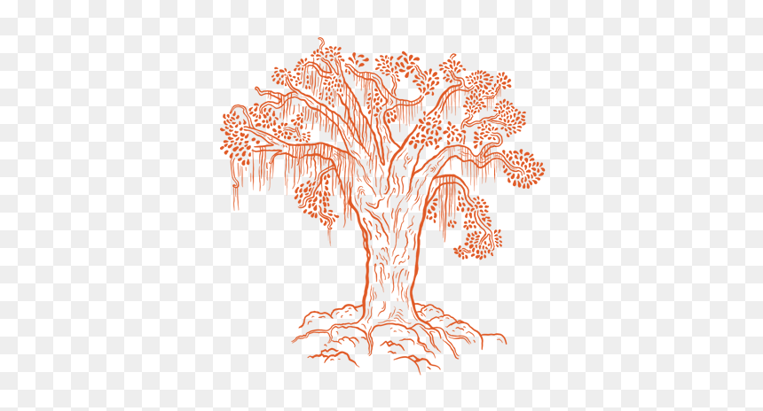 Tabaquillo-tree Copy3 - Illustration, HD Png Download - mountain tree png