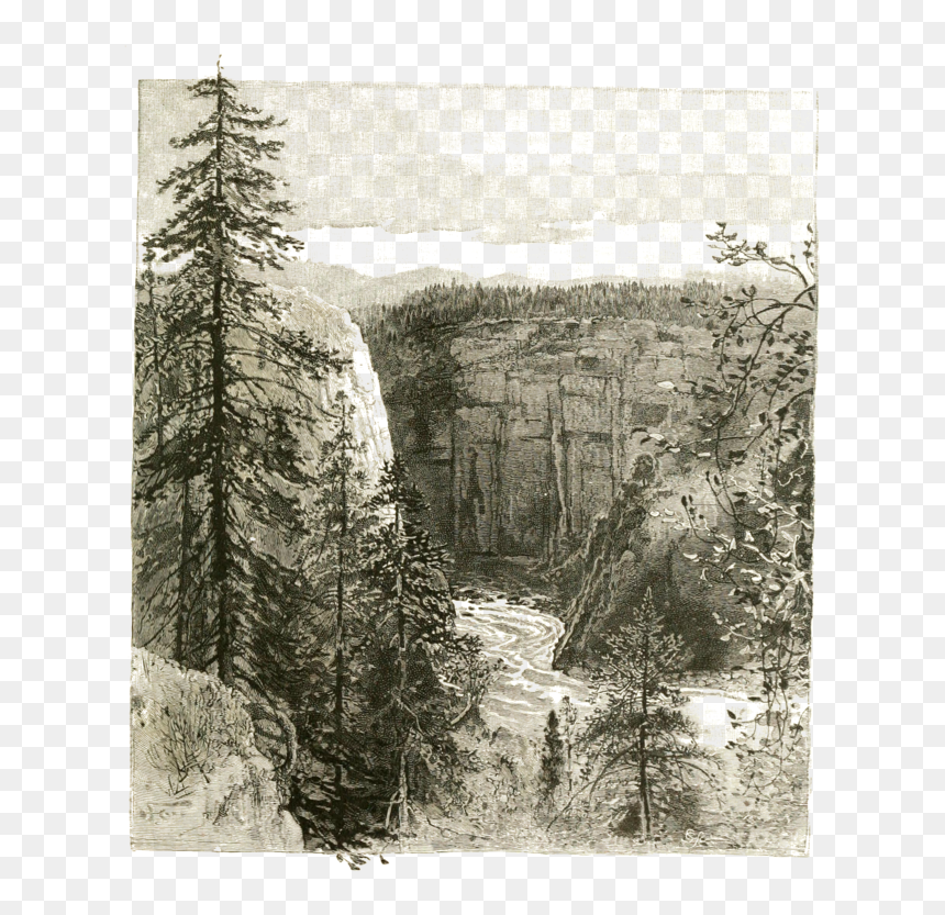 Larch, HD Png Download - mountain tree png