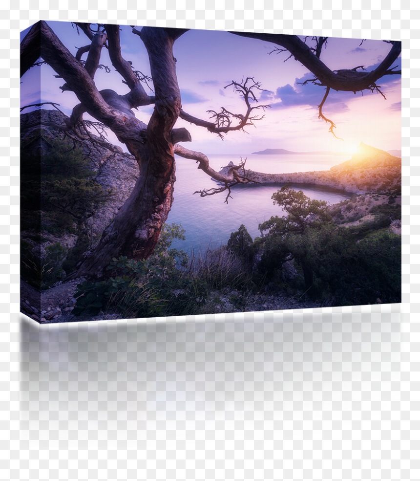 Fisher Tv, HD Png Download - mountain tree png
