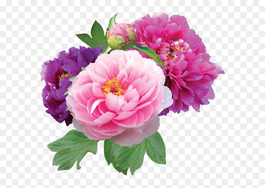 Good Morning Gif Image In Hindi Blessing, HD Png Download - flores em png
