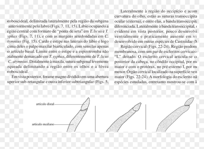 Document, HD Png Download - antena png