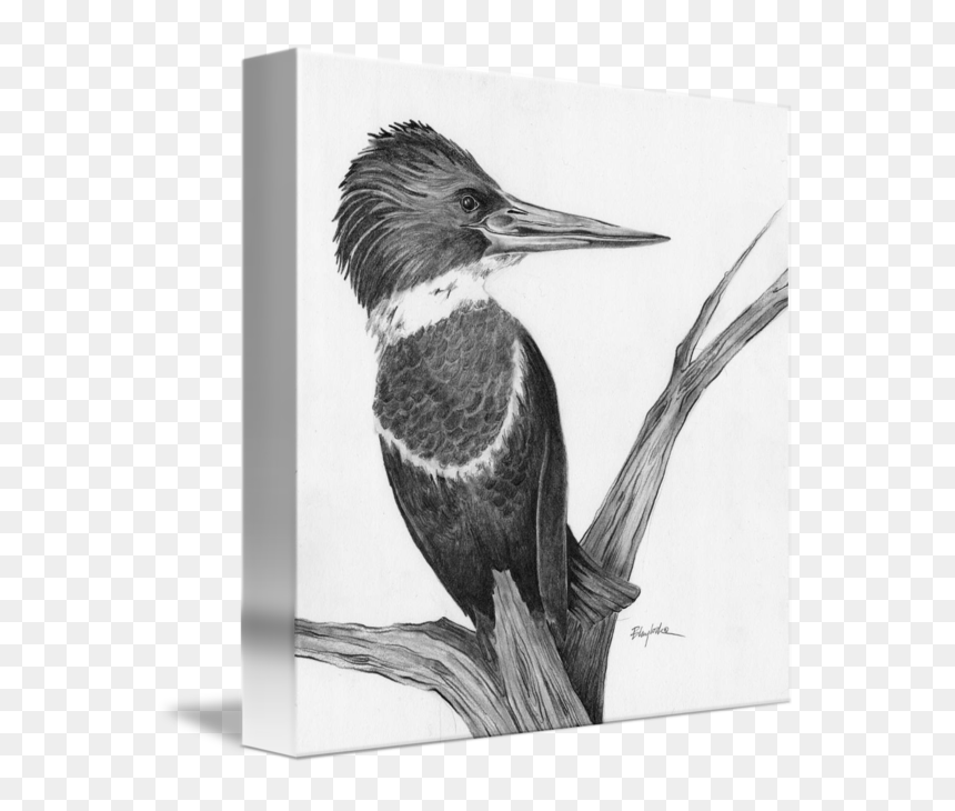 Ivory-billed Woodpecker, HD Png Download - kingfisher logo png