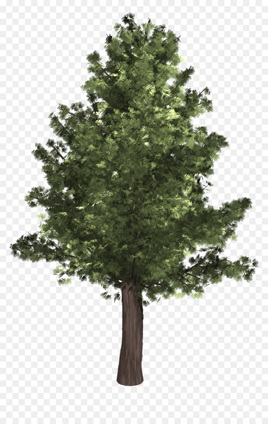 Oak Tree High Quality, HD Png Download - evergreen tree png