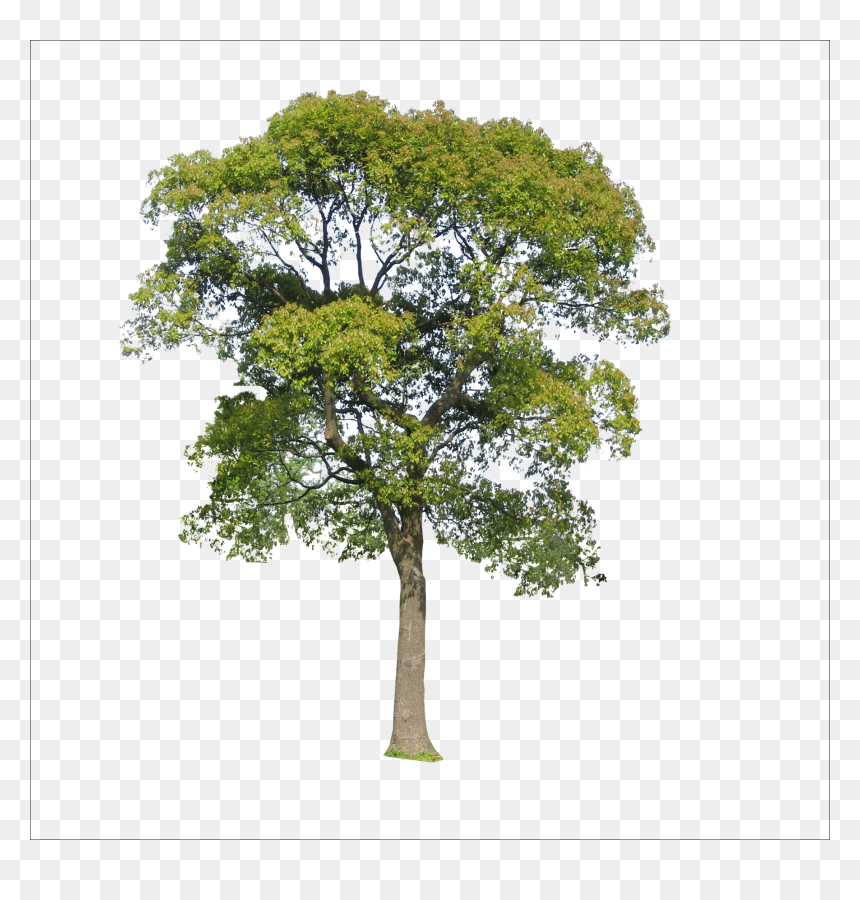 Tree Png Transparent, Png Download - tree icon png
