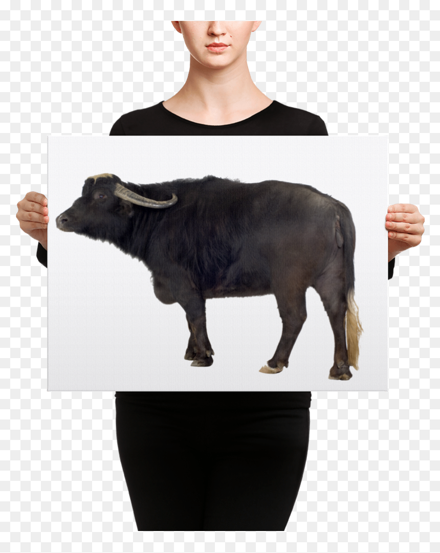 "
 Class="lazyload Lazyload Mirage Cloudzoom "
 Style= - Canvas, HD Png Download - water buffalo png