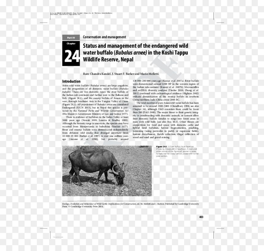 Rhinoceros, HD Png Download - water buffalo png