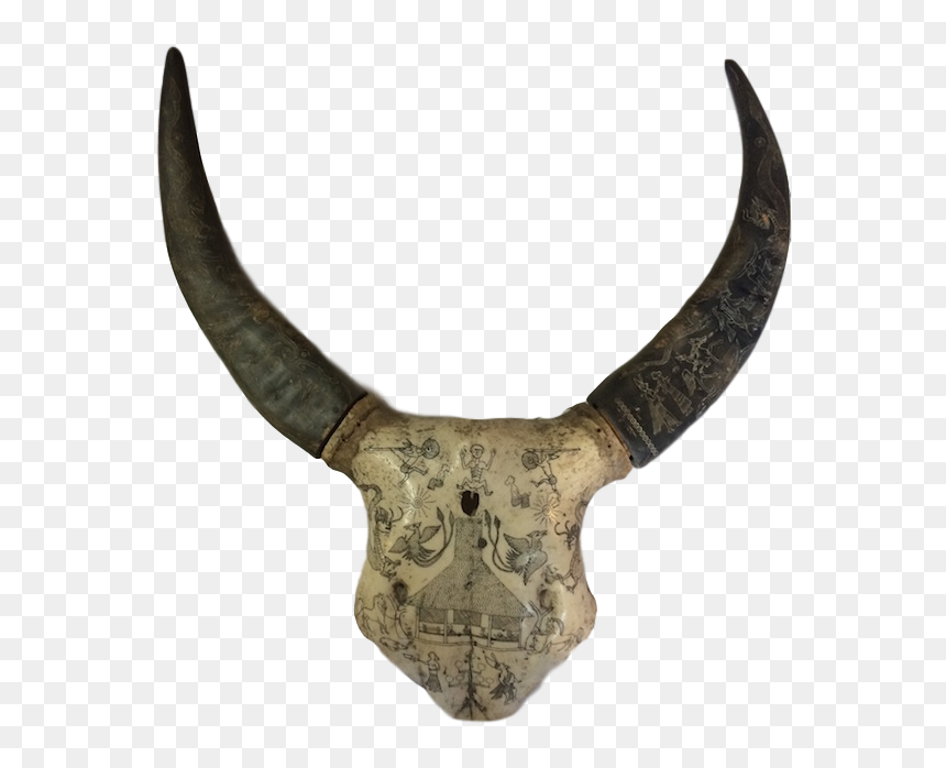 Skull, HD Png Download - water buffalo png