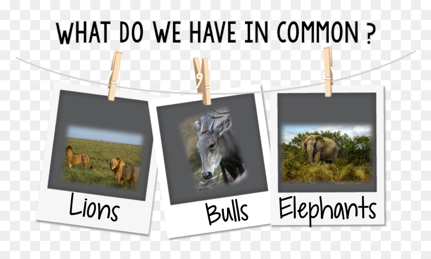 Transparent Background Polaroid Clip Art, HD Png Download - water buffalo png
