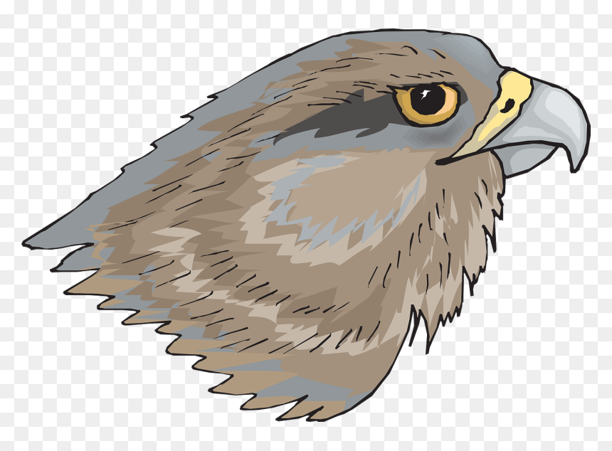Eagle Head Eye Free Photo - Hawk Head Png, Transparent Png - eagle head vector png