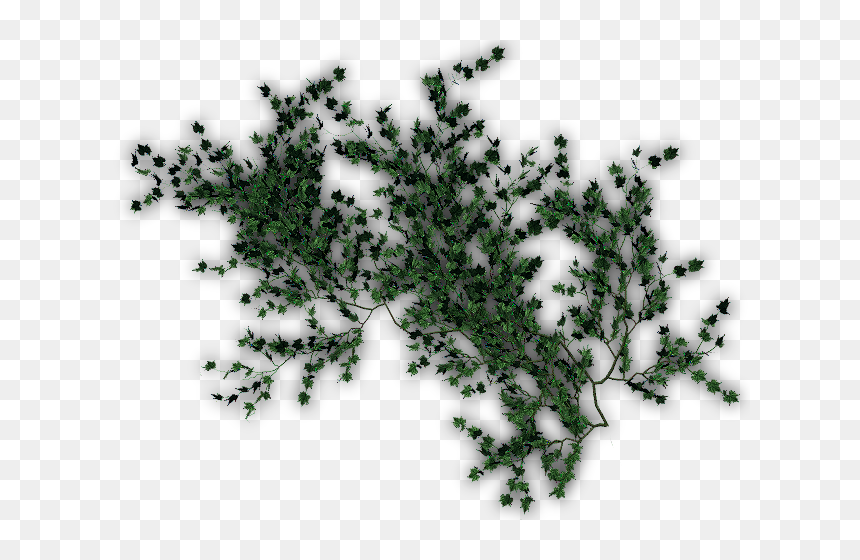 Plantas Secas Png, Transparent Png - tree vines png