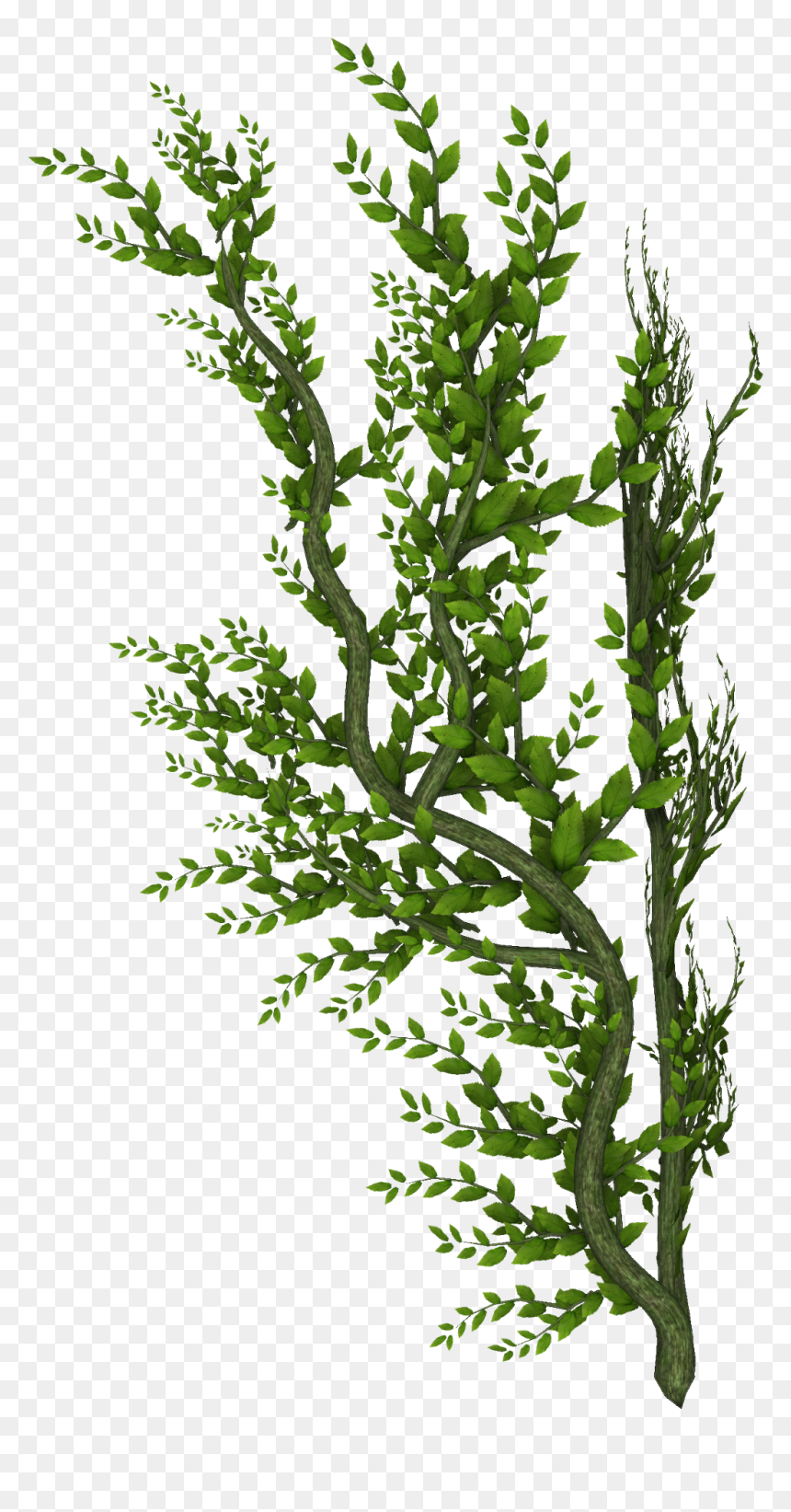 #trees #stems #vines #leaves #plants #decoration #scenery - Garden Frames, HD Png Download - tree vines png