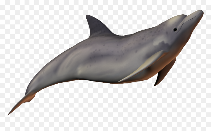River Dolphin Baiji Bottlenose Dolphin - River Dolphin Png, Transparent Png - dolphin.png