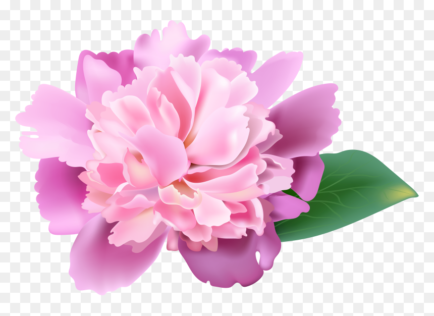 Peonies Clipart Realistic - Realistic Flower Clip Art, HD Png Download - pink carnation png