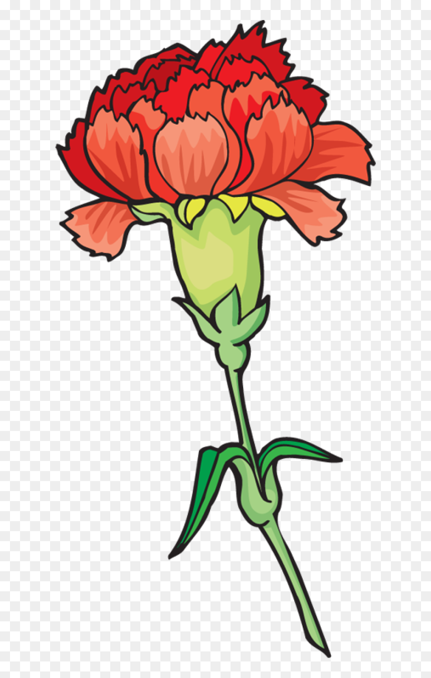 Transparent Marigolds Clipart - Carnation Clipart, HD Png Download - pink carnation png