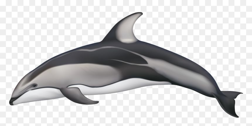 White Sided Dolphin Png, Transparent Png - dolphin.png