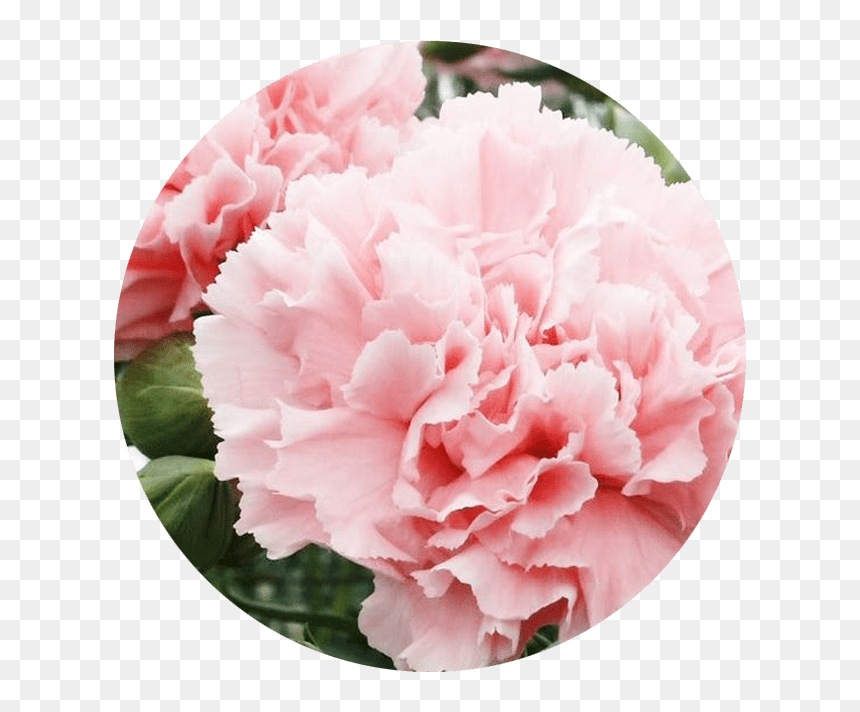 Outsidepride Carnation Rose - La France Carnation, HD Png Download - pink carnation png