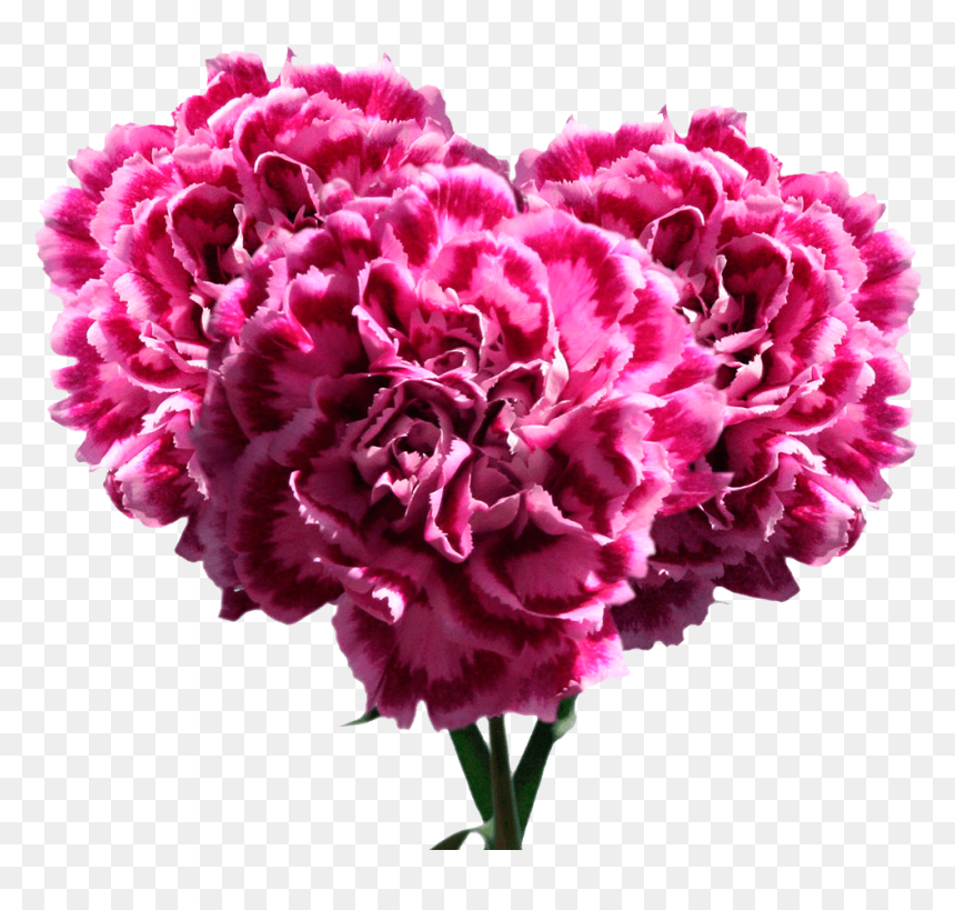Pink Carnation Bouquets Wholesale Cheap Carnation Flowers - Carnation, HD Png Download - pink carnation png