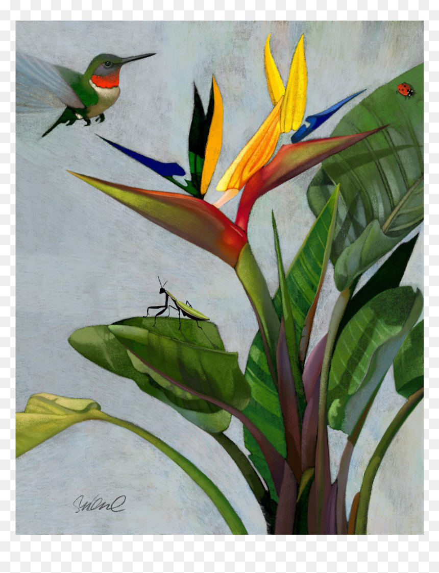 Watercolor Bird Of Paradise Humming Bird, HD Png Download - bird of paradise plant png