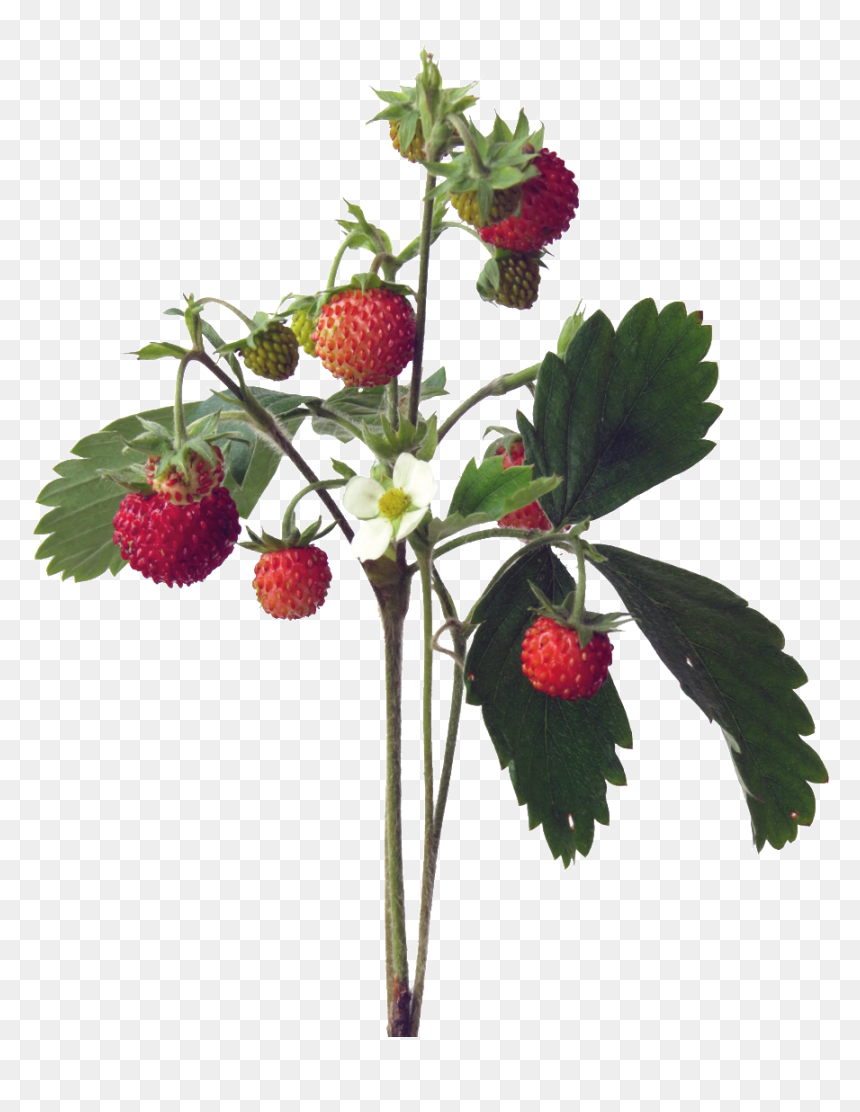 Lychee Cartoon Transparent - Frutti Di Bosco, HD Png Download - lychee png