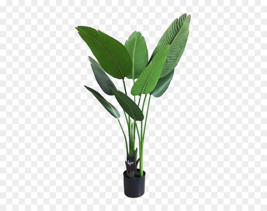 Houseplant, HD Png Download - bird of paradise plant png