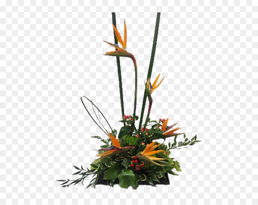 Bird Of Paradise, HD Png Download - bird of paradise plant png