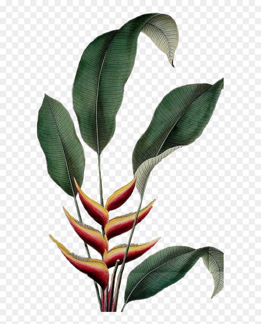 ##flower #flowers #flowerywater #watercolor - Botanical Drawing Tropical, HD Png Download - bird of paradise plant png