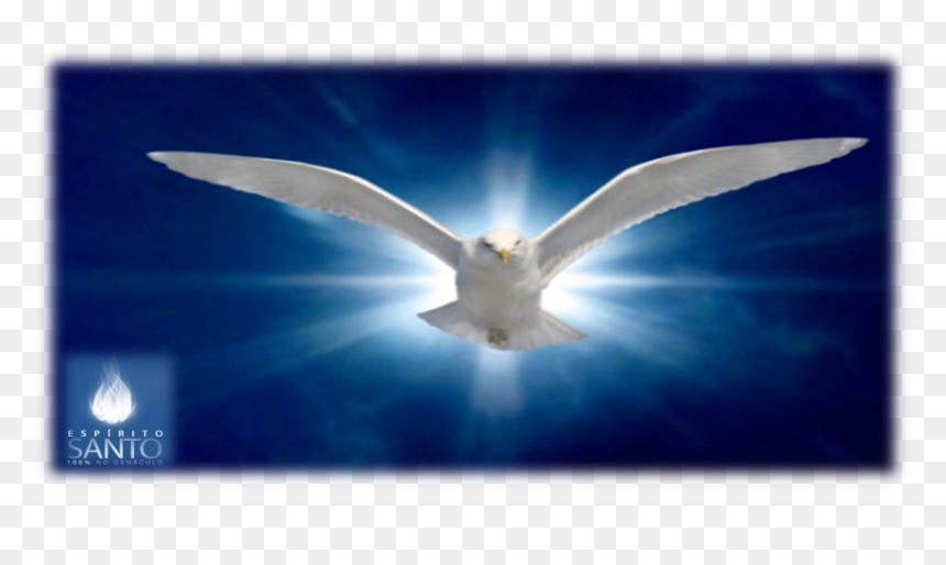 Holy Spirit, HD Png Download - pomba png