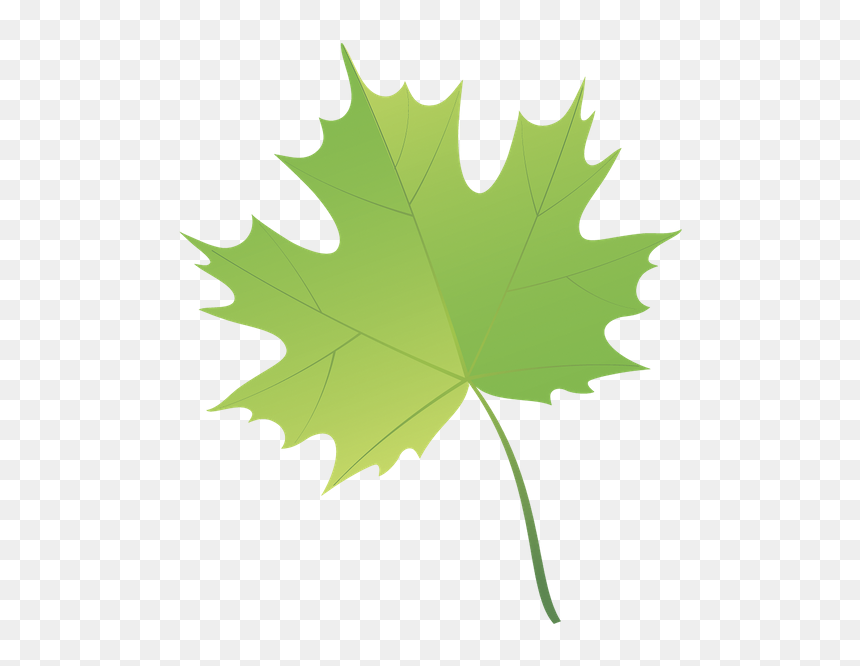 Лист Клена, Maple Leaf, Зеленый Лист, Зелений Лист, - Hojas De Varios Arboles, HD Png Download - hojas verdes png