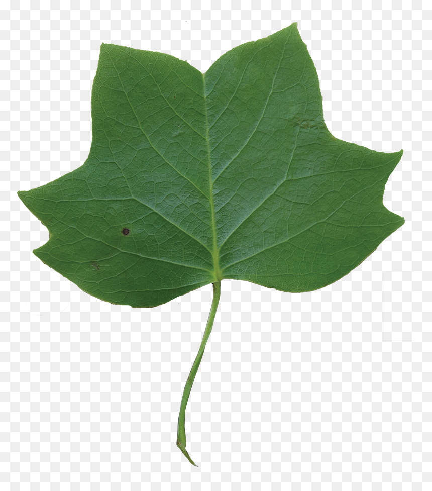 Leaf Clipart Tulip Tree - Tulip Poplar, HD Png Download - hojas verdes png
