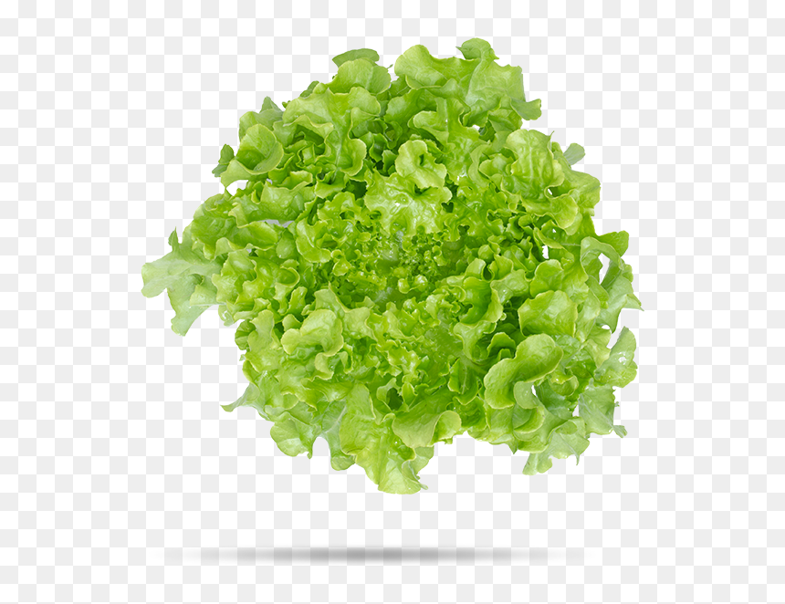 Lechuga Hoja, HD Png Download - hojas verdes png