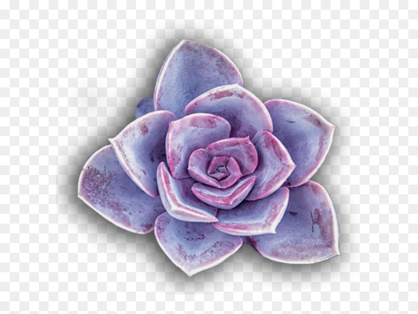 Contemporary Western Slider Overlay - White Mexican Rose, HD Png Download - mexican flower png
