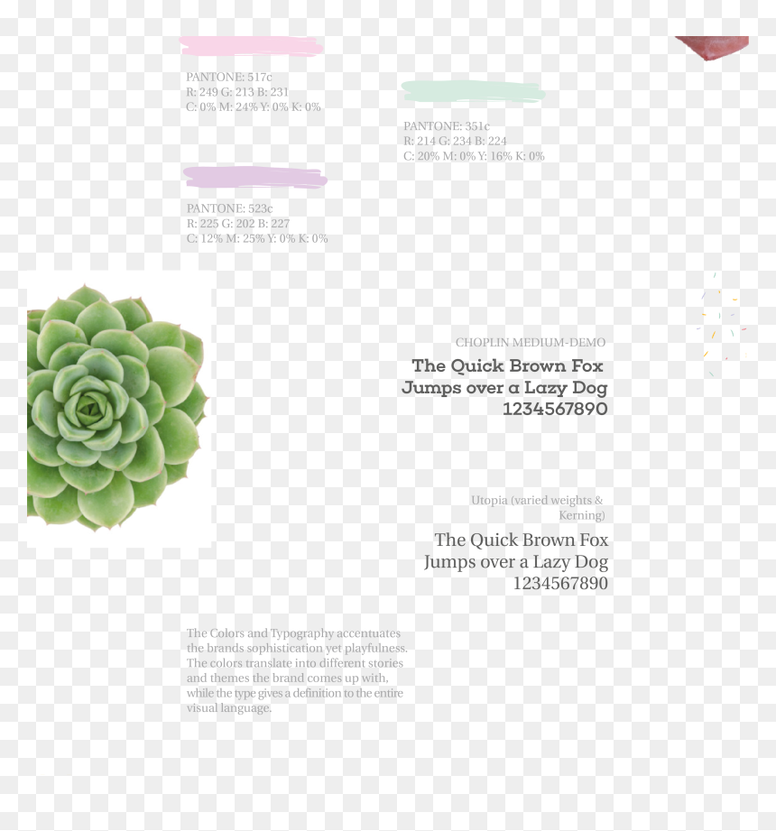 White Mexican Rose, HD Png Download - mexican flower png