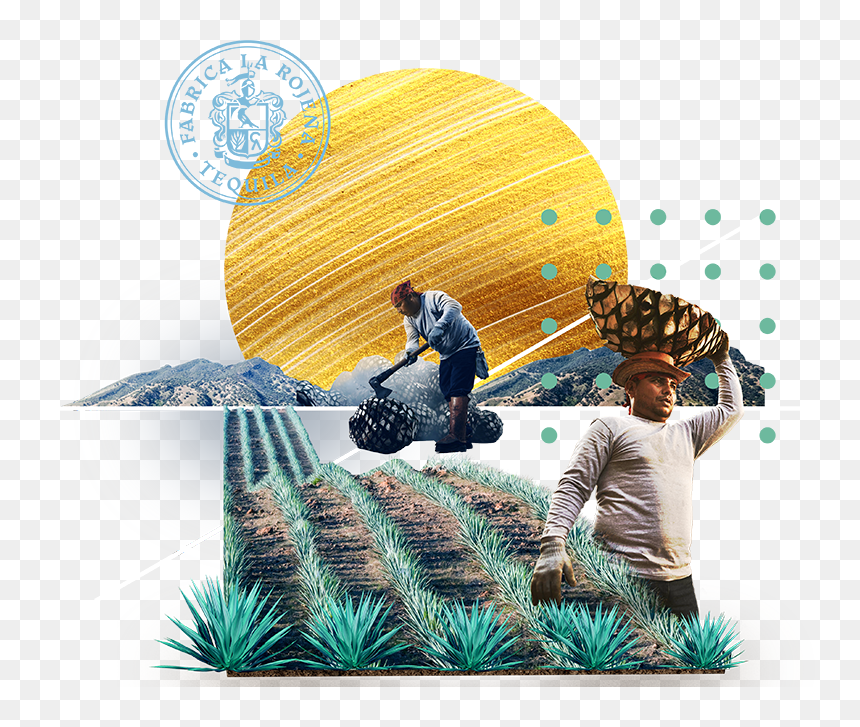 Field - Illustration, HD Png Download - margarita cocktail png