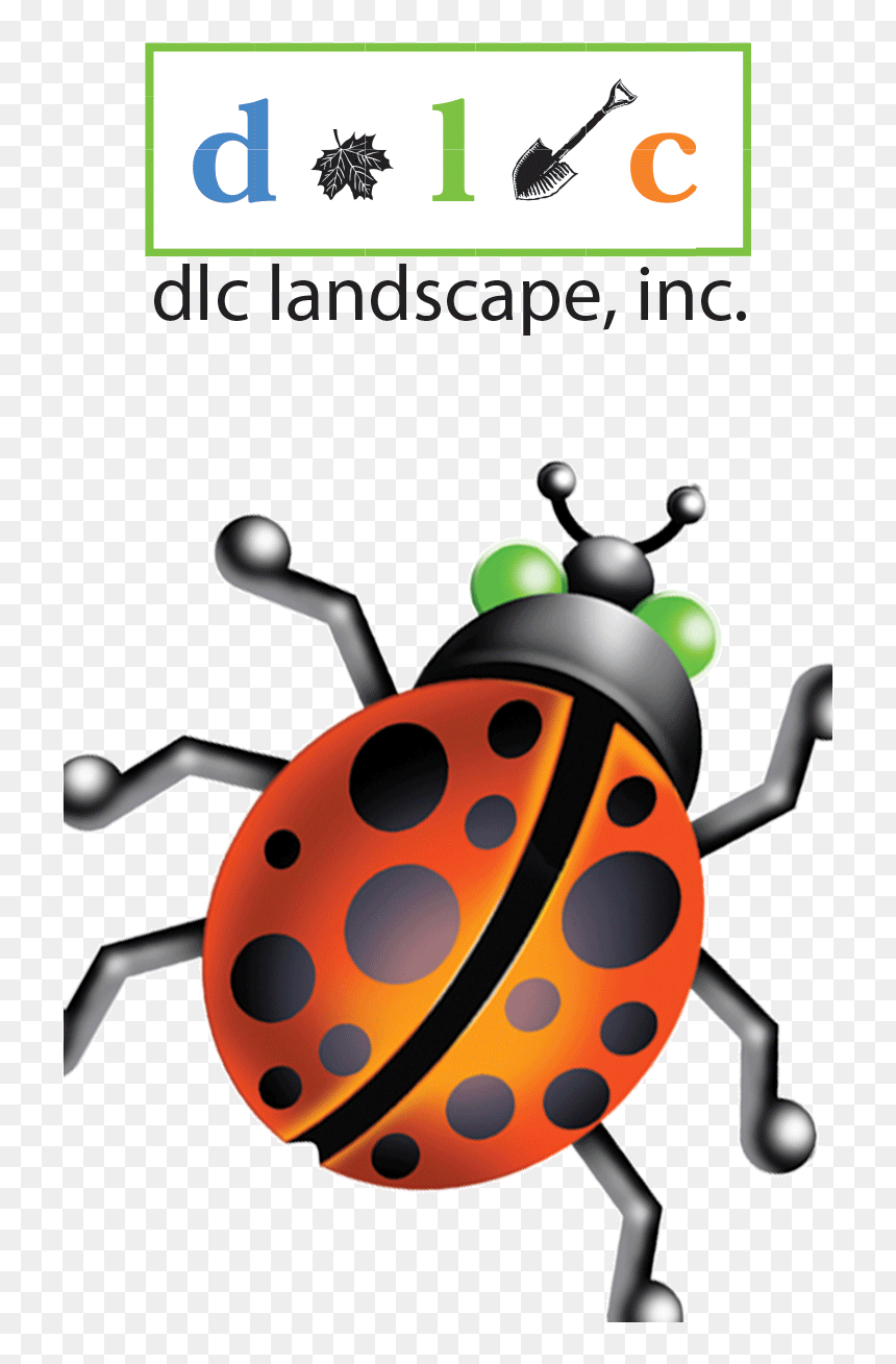 Ladybug, HD Png Download - snow plow png