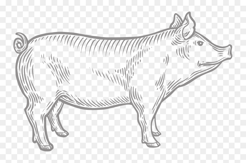 Cattle, HD Png Download - lady cajero png