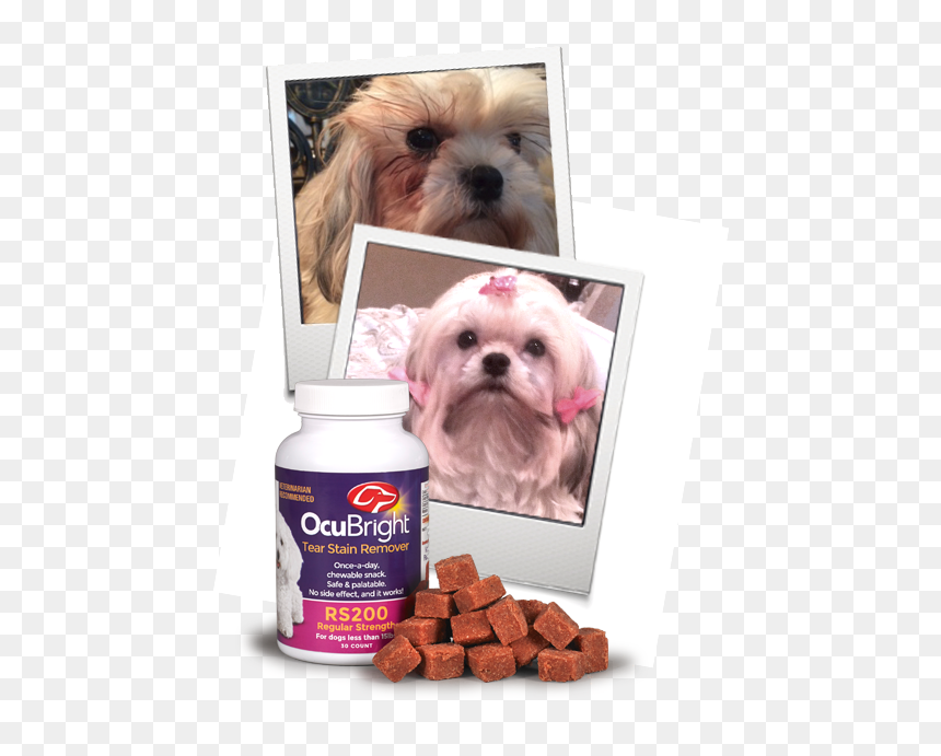 Tear Stain Page Image - Companion Dog, HD Png Download - tear effect png
