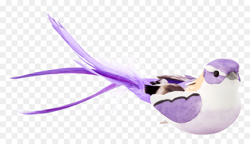 European Swallow, HD Png Download - purple feather png