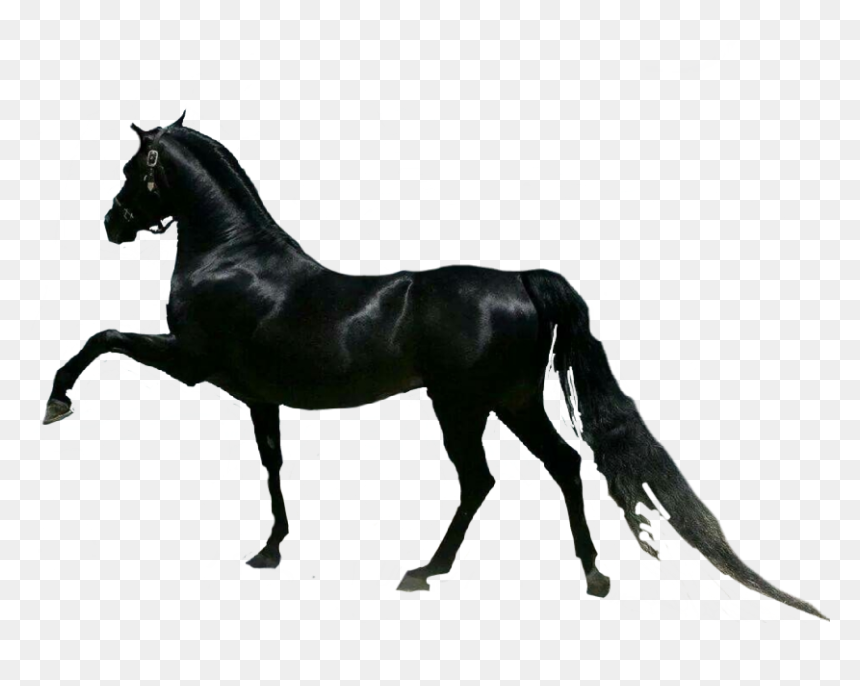 #horse #horses #cavalo, HD Png Download - cavalo png