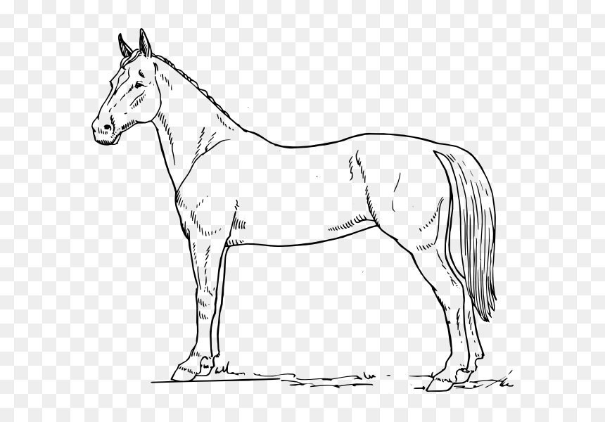 Horse In Black And White, HD Png Download - cavalo png