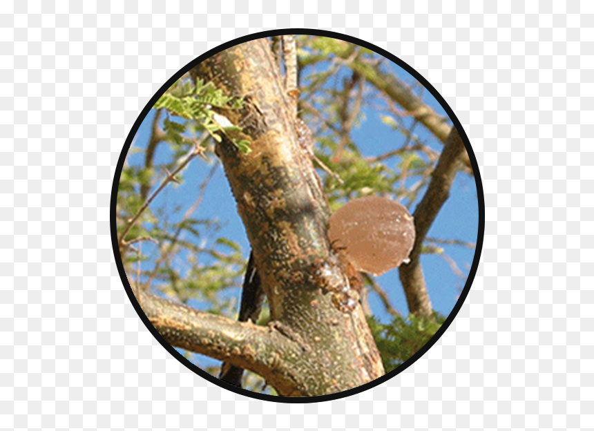 Gomme Arabique Naturelle Ocb, HD Png Download - acacia tree png