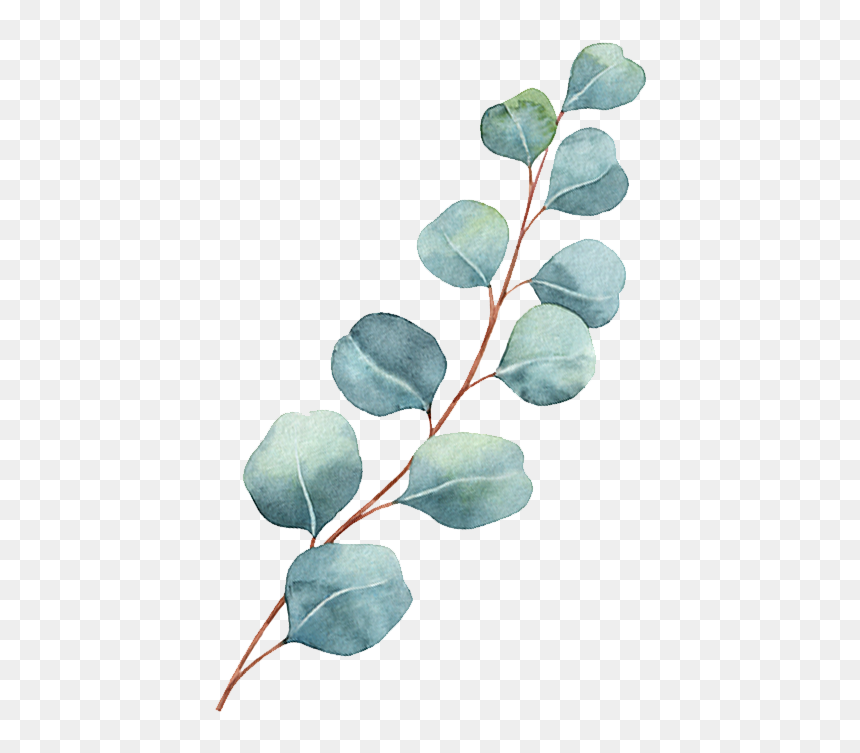Chronic Pain & Auto Immune - Watercolor Vector Flower, HD Png Download - acacia tree png