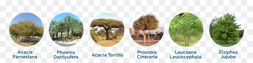 Mexican Pinyon, HD Png Download - acacia tree png