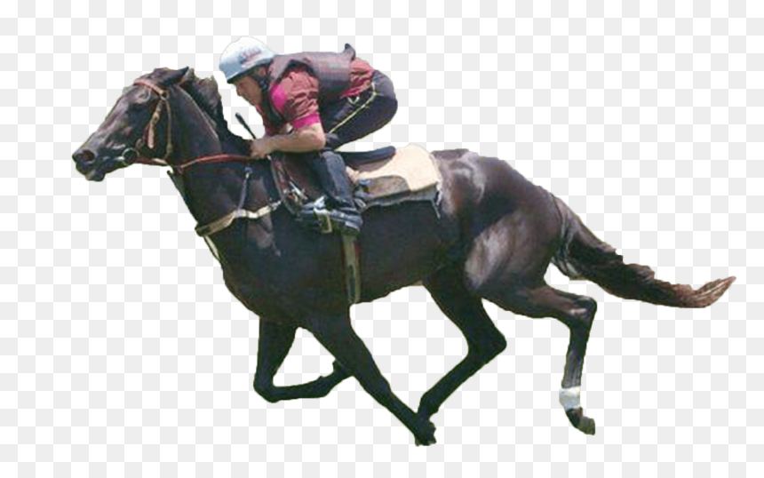 Stallion, HD Png Download - horse racing png