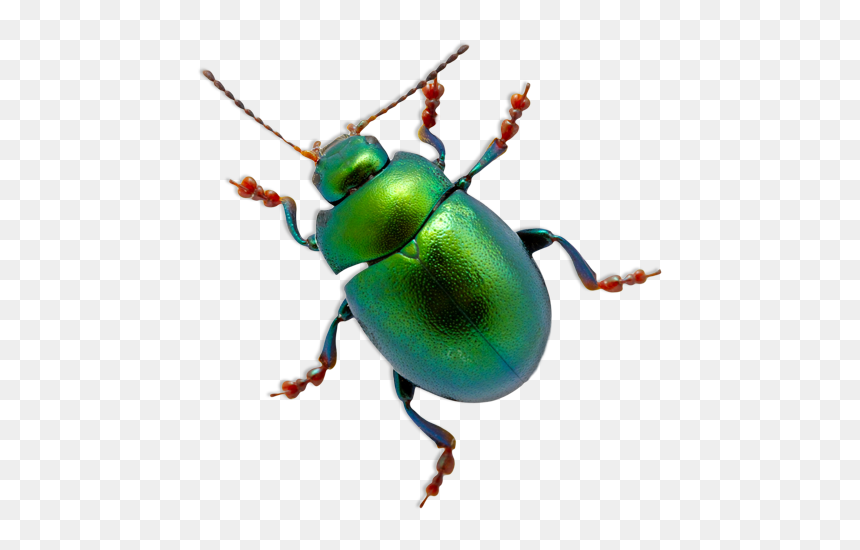 Beetlegreen Creative Design - Beetle Clipart Transparent Background, HD Png Download - green design png