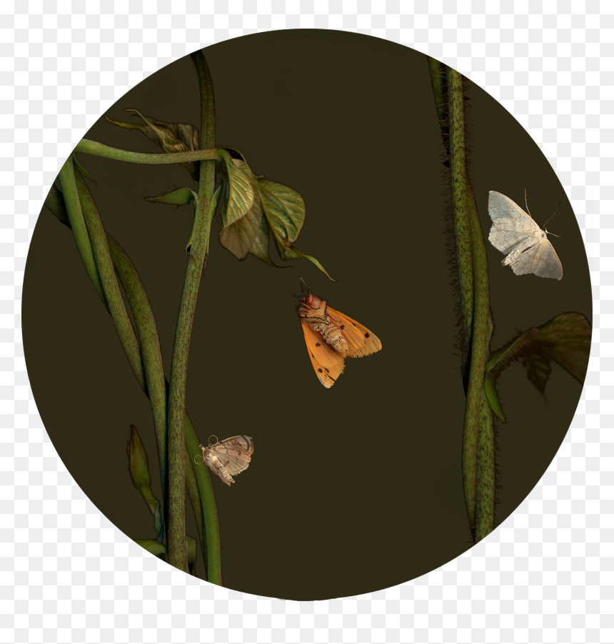 Pieridae, HD Png Download - moths png