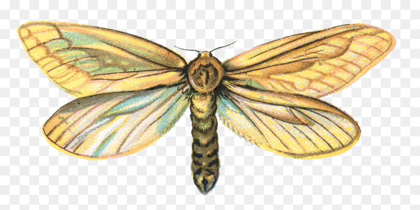 Download Moth Png Pic - Hepialus Humuli, Transparent Png - moths png