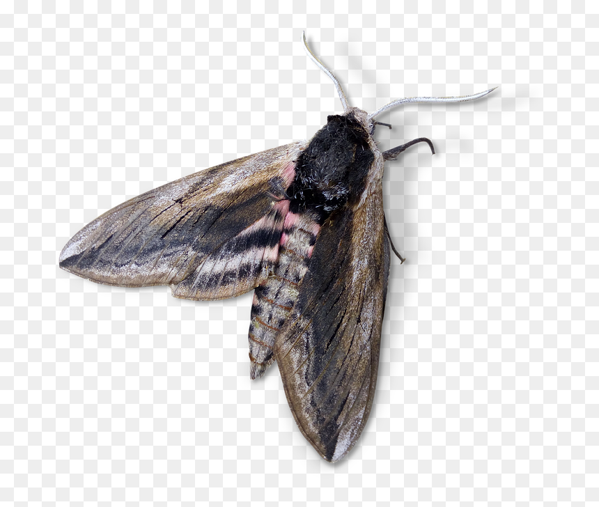 Night Butterfly, HD Png Download - moths png