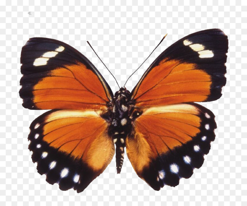#butterfly #moth #moodboard #png #filler #moodboardfiller - Orange Butterfly Png, Transparent Png - moths png