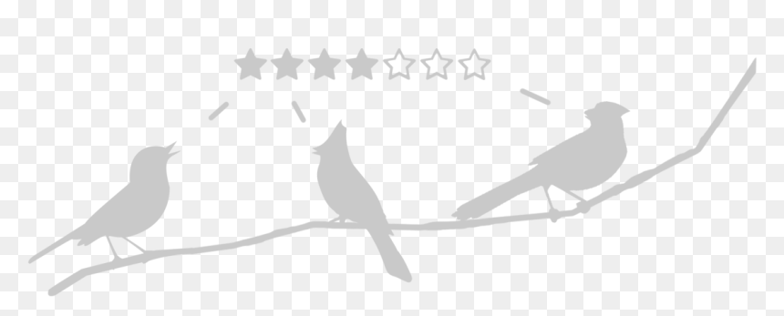 Birds On Branch - Parrot, HD Png Download - blue birds png