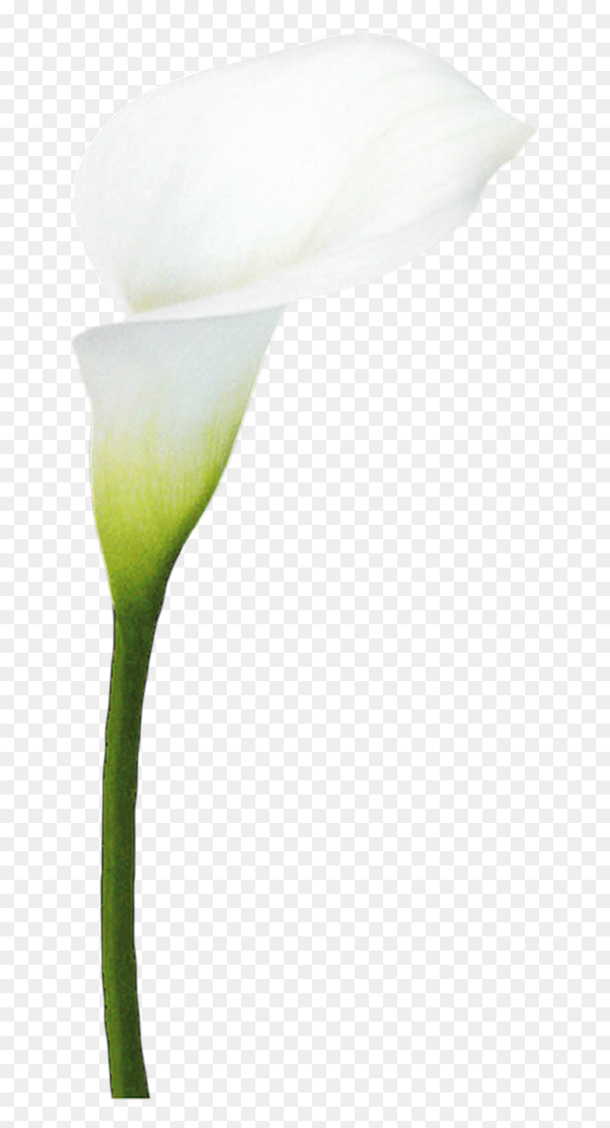Arum, HD Png Download - flores dibujo png